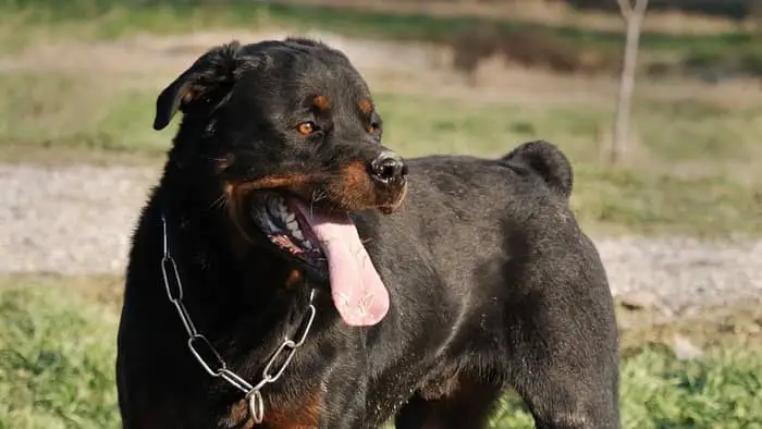  rottweiler colors and markings