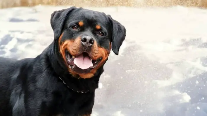  rottweiler colors