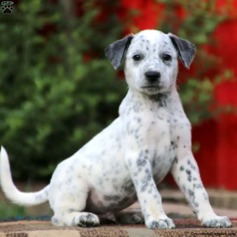 rottweiler dalmatian mix puppy
