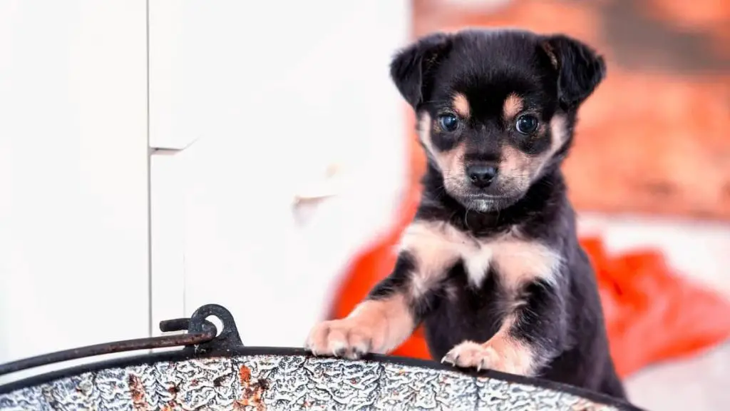 Rottweiler With White Chest - An In-Depth Study