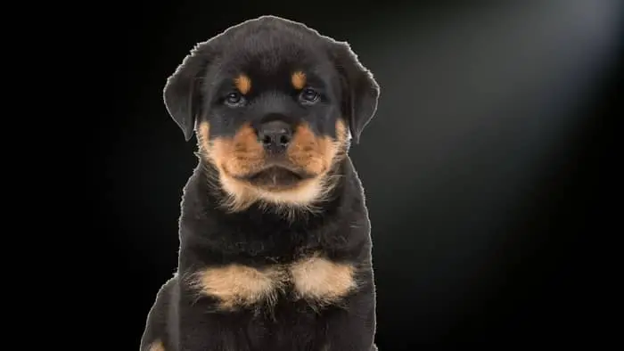  rottweilers with white markings