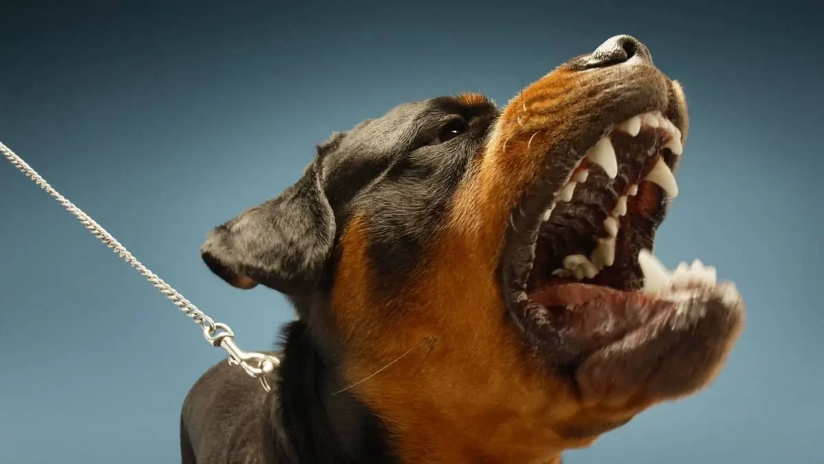 Are Rottweilers Aggressive By Nature – A Deeper Look