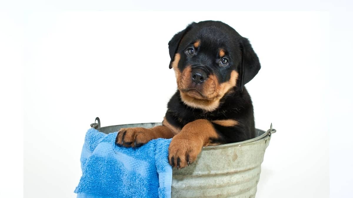 Best Tips On What To Wash A Puppy With