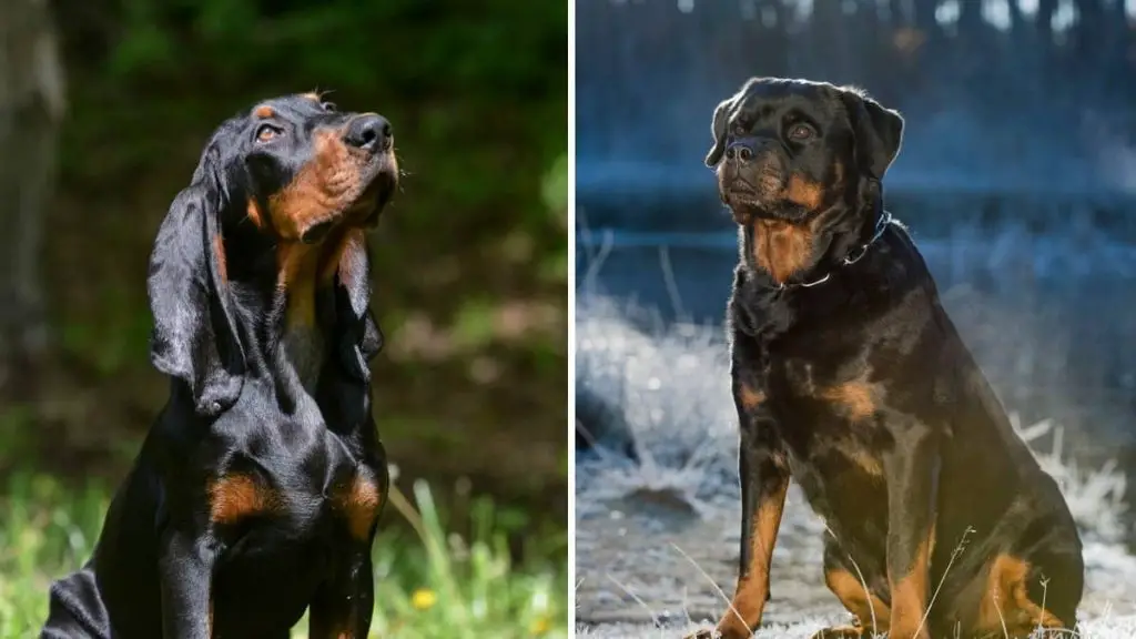 Black and Tan Coonhound Rottweiler Mix