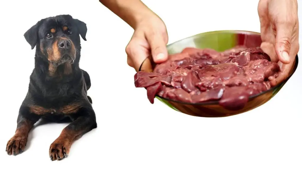 how-much-chicken-liver-to-feed-your-dog-rottweiler-expert