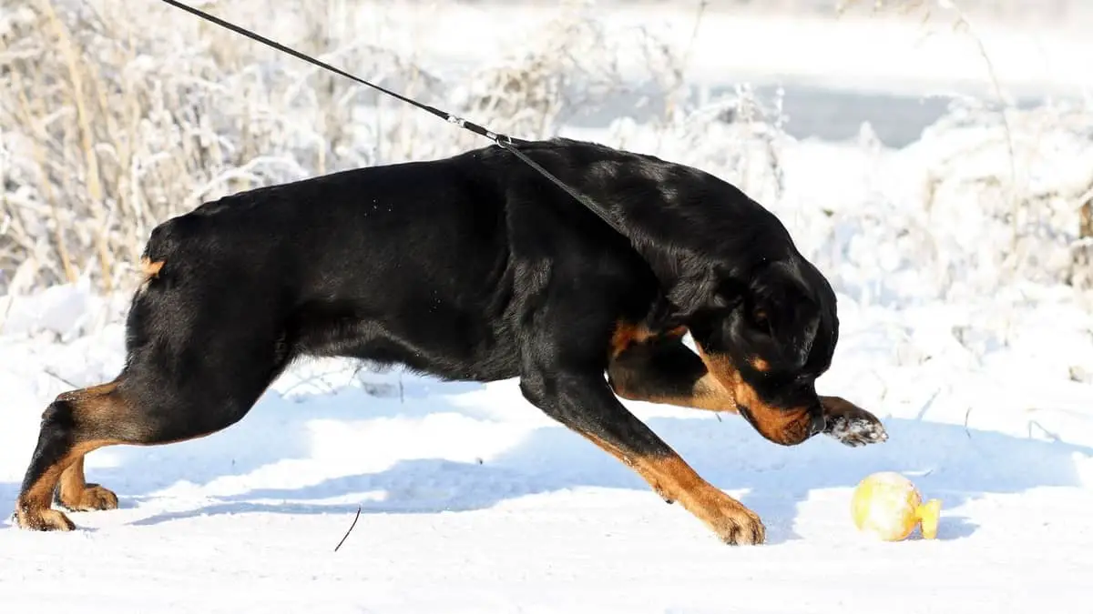 How Much Weight Can A Rottweiler Pull