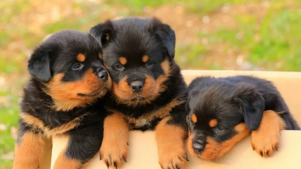 Important Things To Know About Rottweiler Puppies