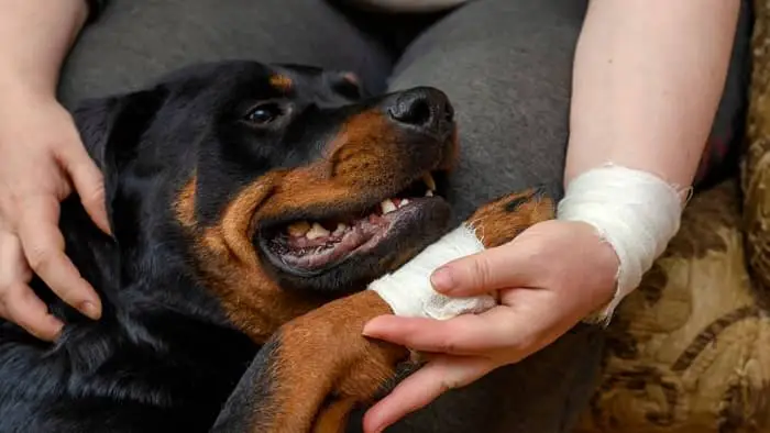 Orthopedic Problems In Rottweilers