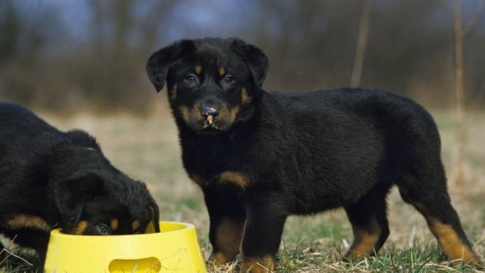 Rottweiler Puppies Eating high protein and high calorie dog food