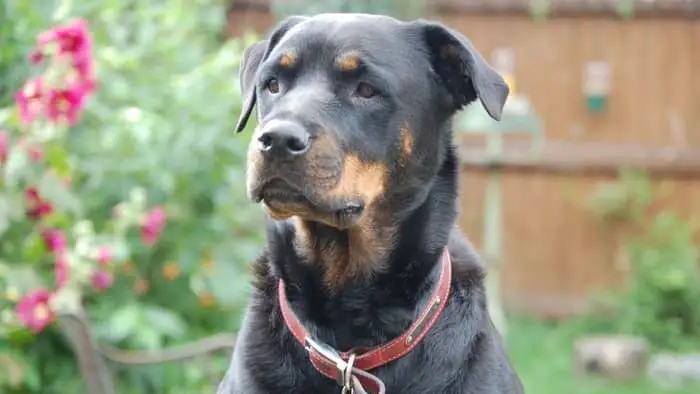Rottweiler with Collar