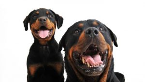 Your Rottweiler Puppy Weight Chart And Formulas - Rottweiler Expert