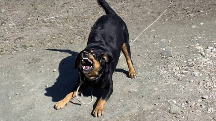 Rottweilers are found to be naturally aggressive towards both humans and other animals