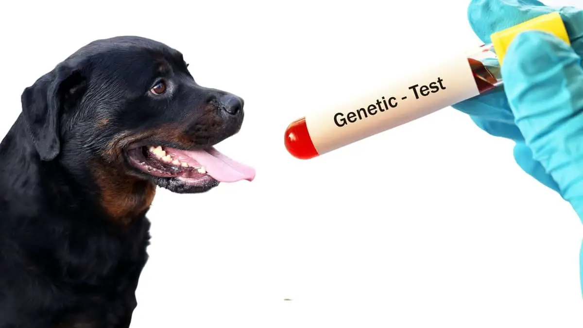 The Importance Of Rottweiler Genetic Testing