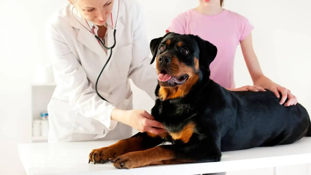 What Are Rottweiler’s First Heat Symptoms