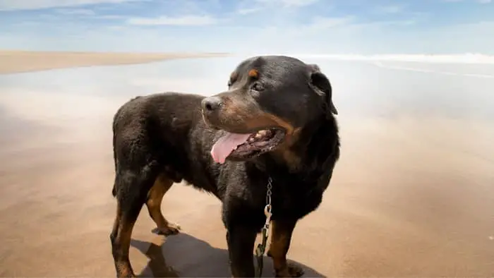 When The Weather Is Too Hot, Rottweilers Will Pant A Lot
