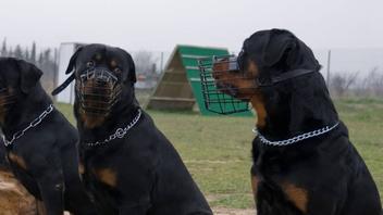 when did rottweilers come to america