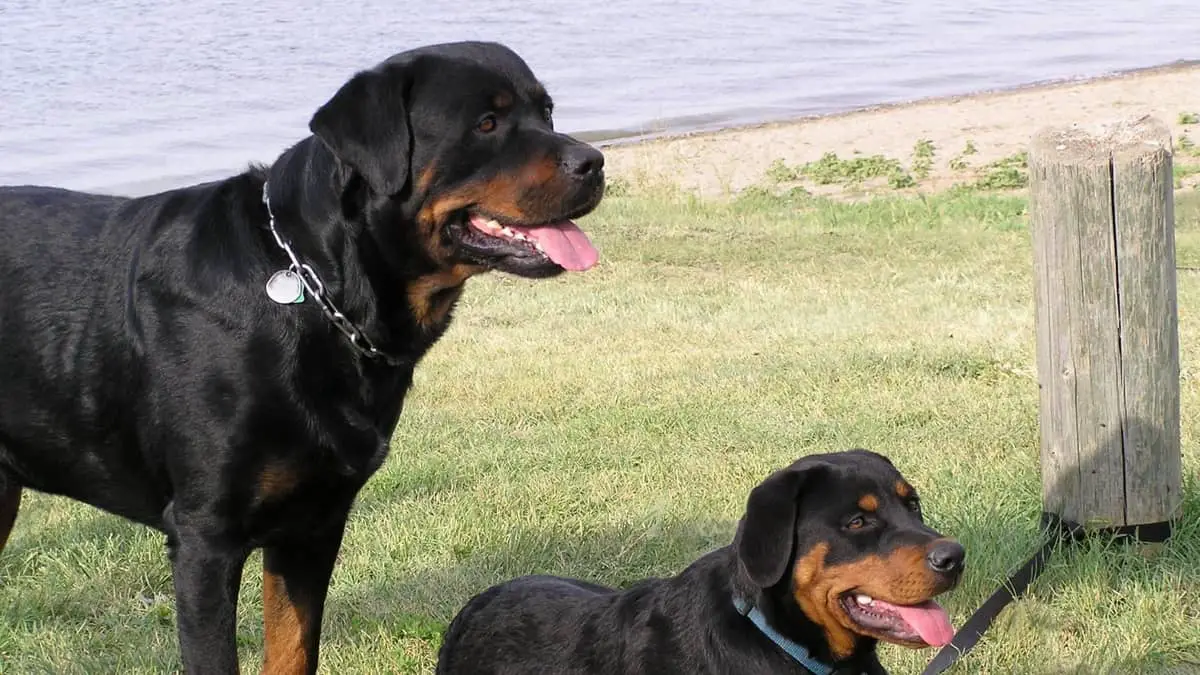 Why Do Rottweilers Pant A Lot and What Causes It