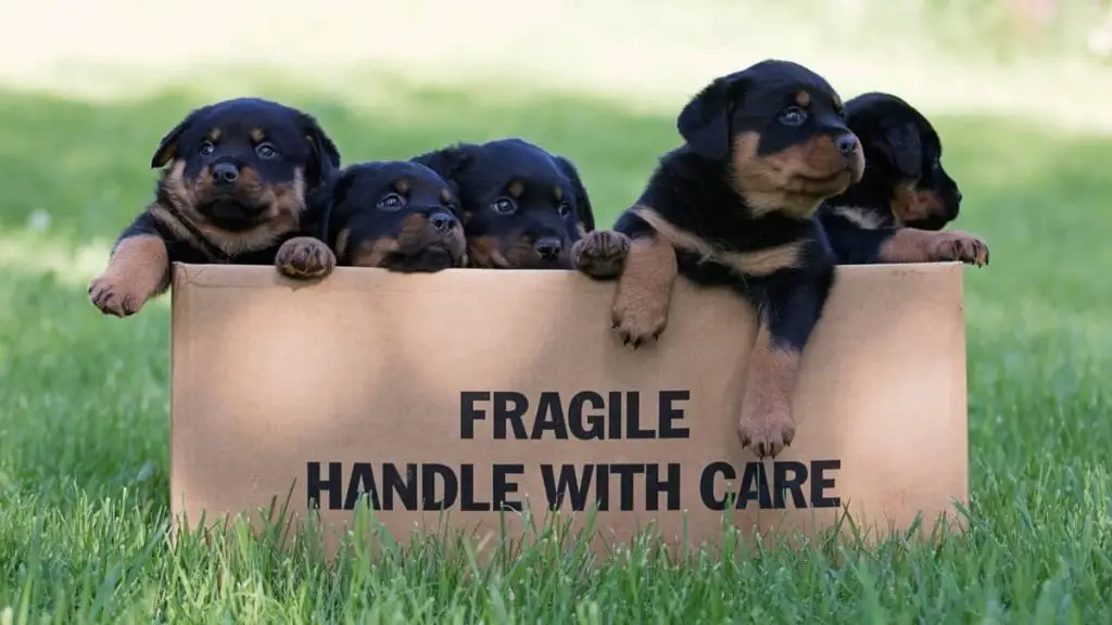 Your Rottweiler Puppy Weight Chart and Formulas