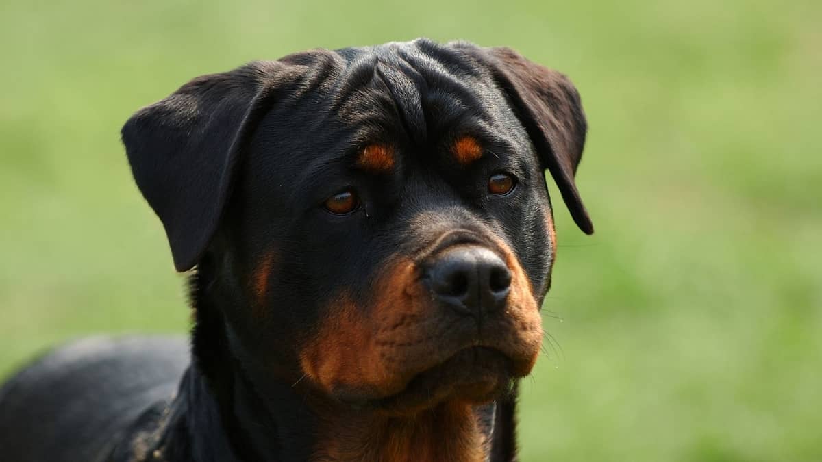 are rottweilers brachycephalic