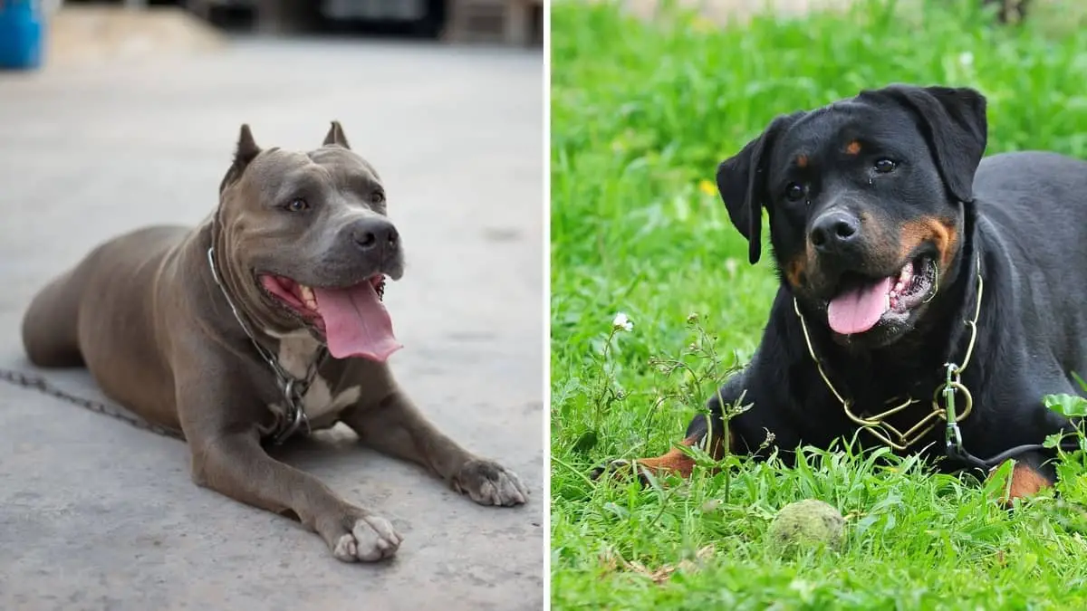 Discovering The Pitbull With Rottweiler Color