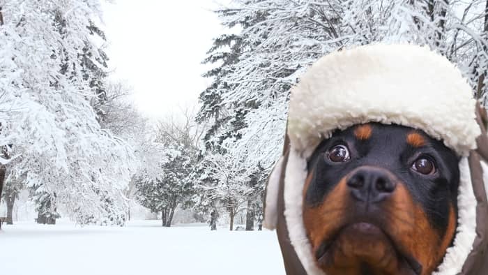 Do Dogs Get Cold In Winter