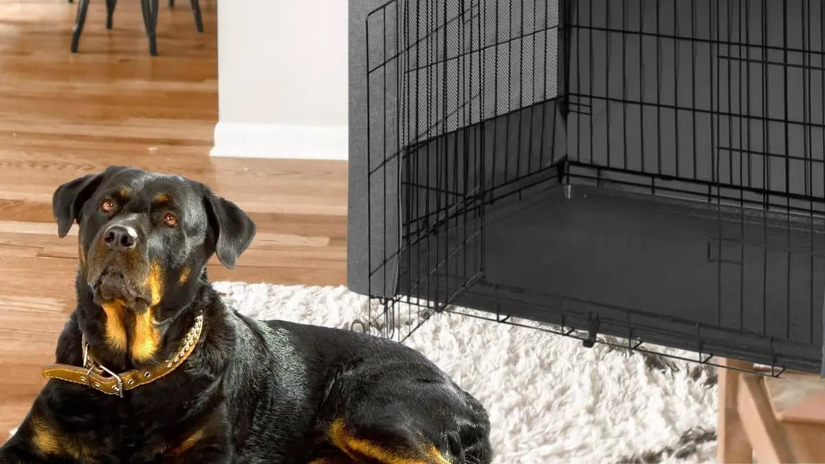 Do You Know What Size Crate For A Rottweiler You Need