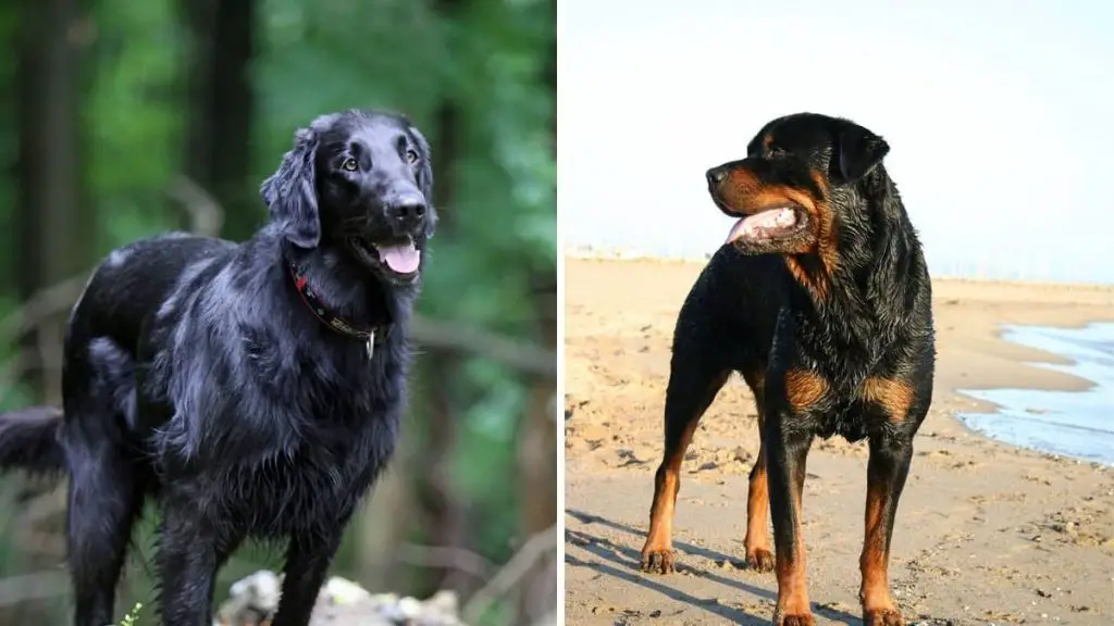 Flat-coated Retriever Rottweiler Mix Breed