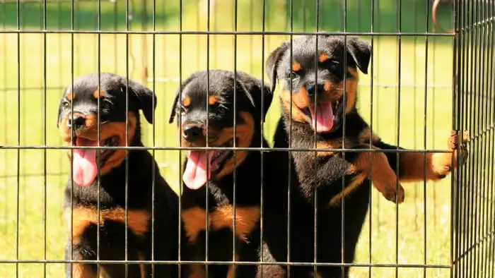 What Is The Best Rottweiler Bloodline