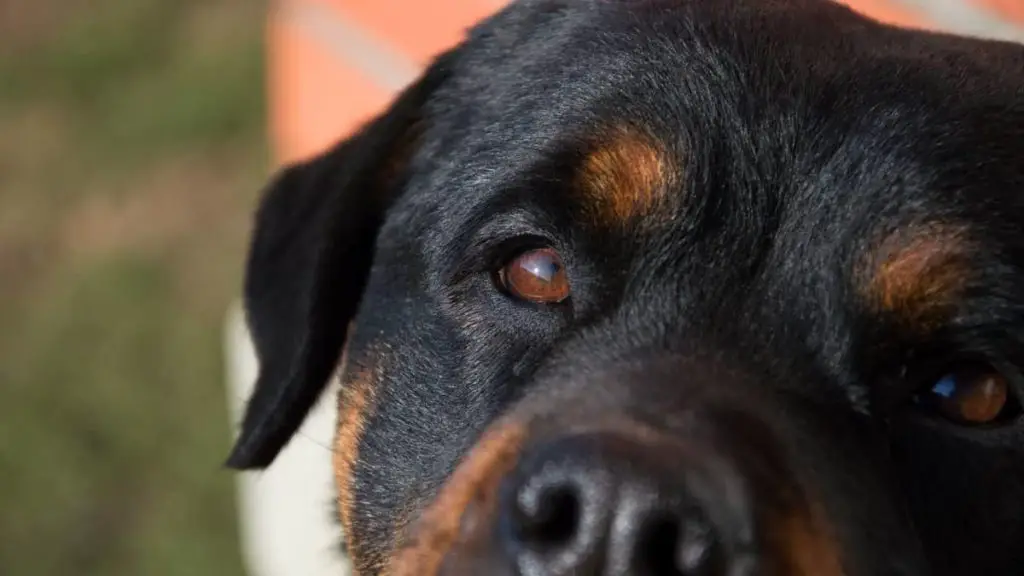 Rottweiler's Eyes Red