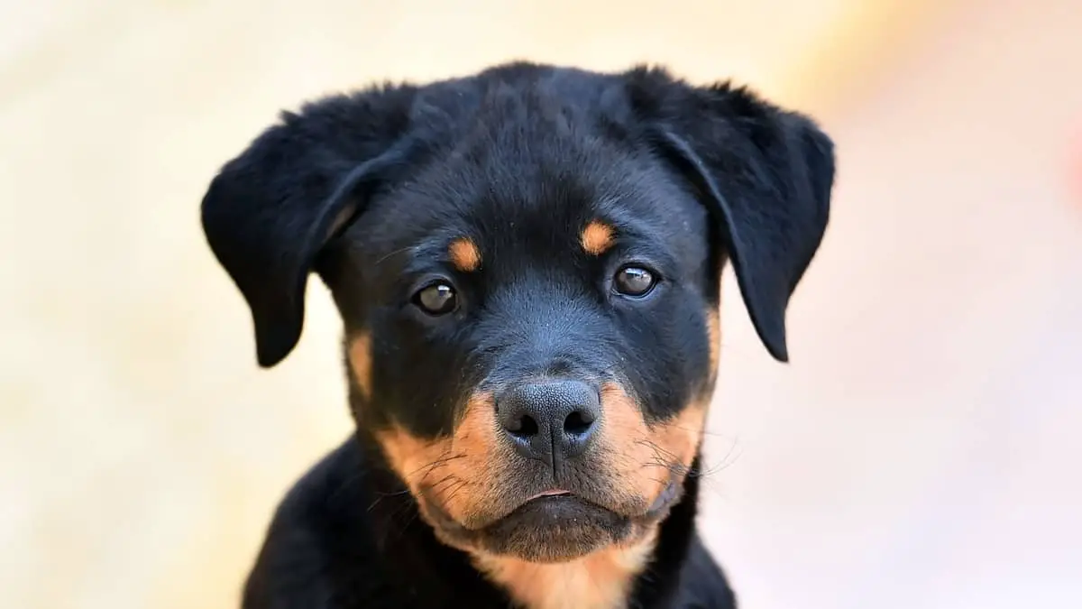 Rottweilers With Down Syndrome
