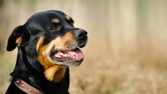 The American Rottweilers