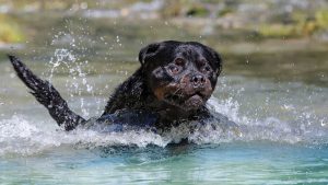 The Best Life Jacket For Rottweiler When Swimming - Rottweiler Expert