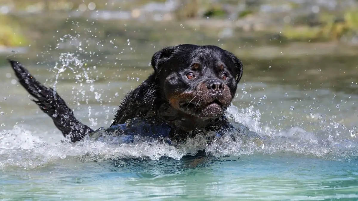 The Best Life Jacket For Rottweiler When Swimming
