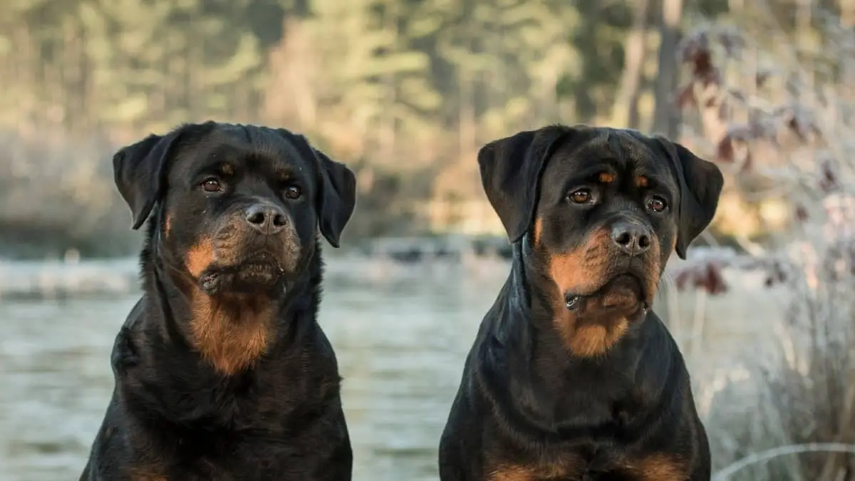 The Different Types Of Rottweiler Faces
