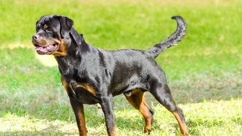 why do they cut off rottweilers tails