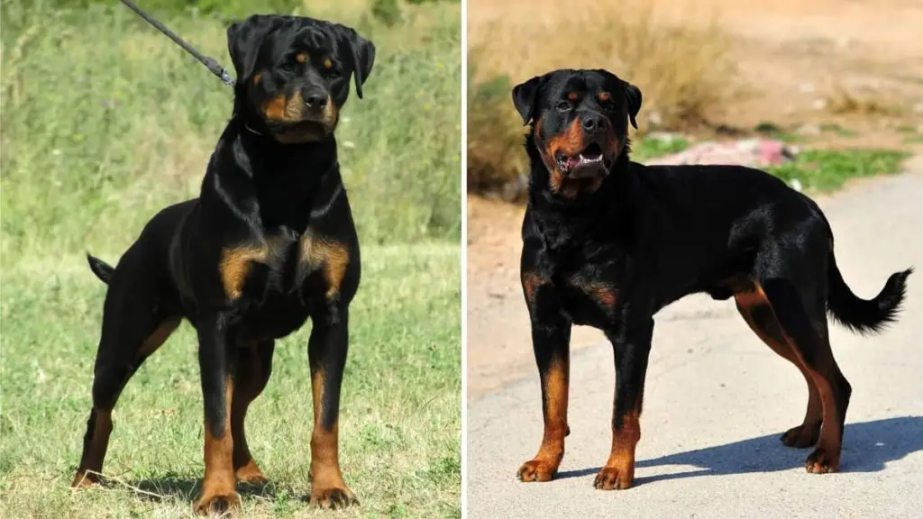 The Russian Rottweiler vs German Rottweiler