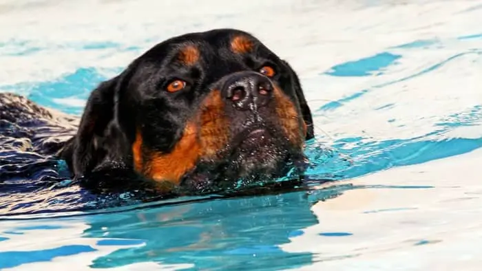 Train your dog on how to swim in case it accidentally falls in a pool or a lake