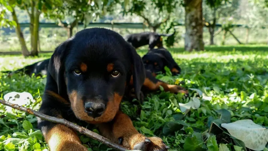 What Is The Best Rottweiler Bloodline