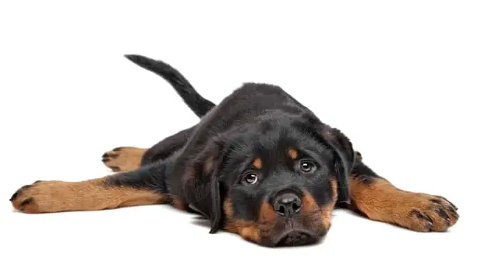 down syndrome rottweiler