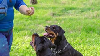 how to discipline a rottweiler puppy