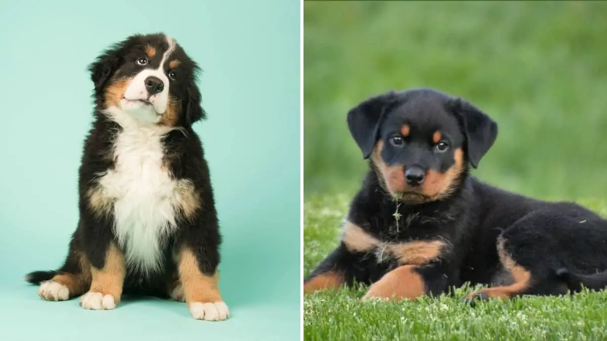 Bernese Mountain Dog and Rottweiler Mix Puppy