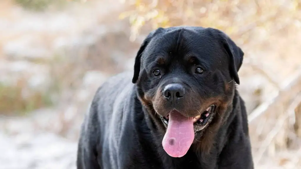 dark-spot-on-dog-s-tongue-rottweiler-expert