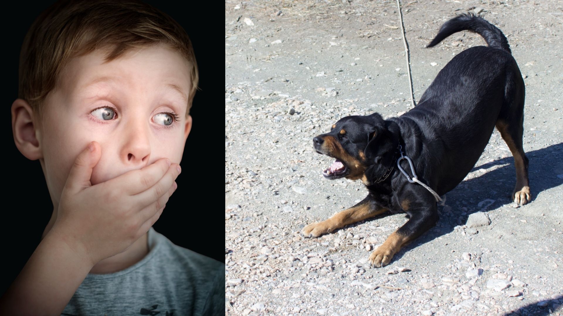 Dog Aggression Towards Child