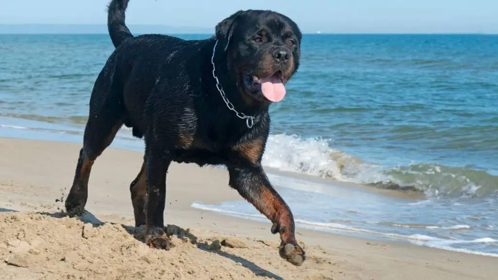 Dog Limps After Running