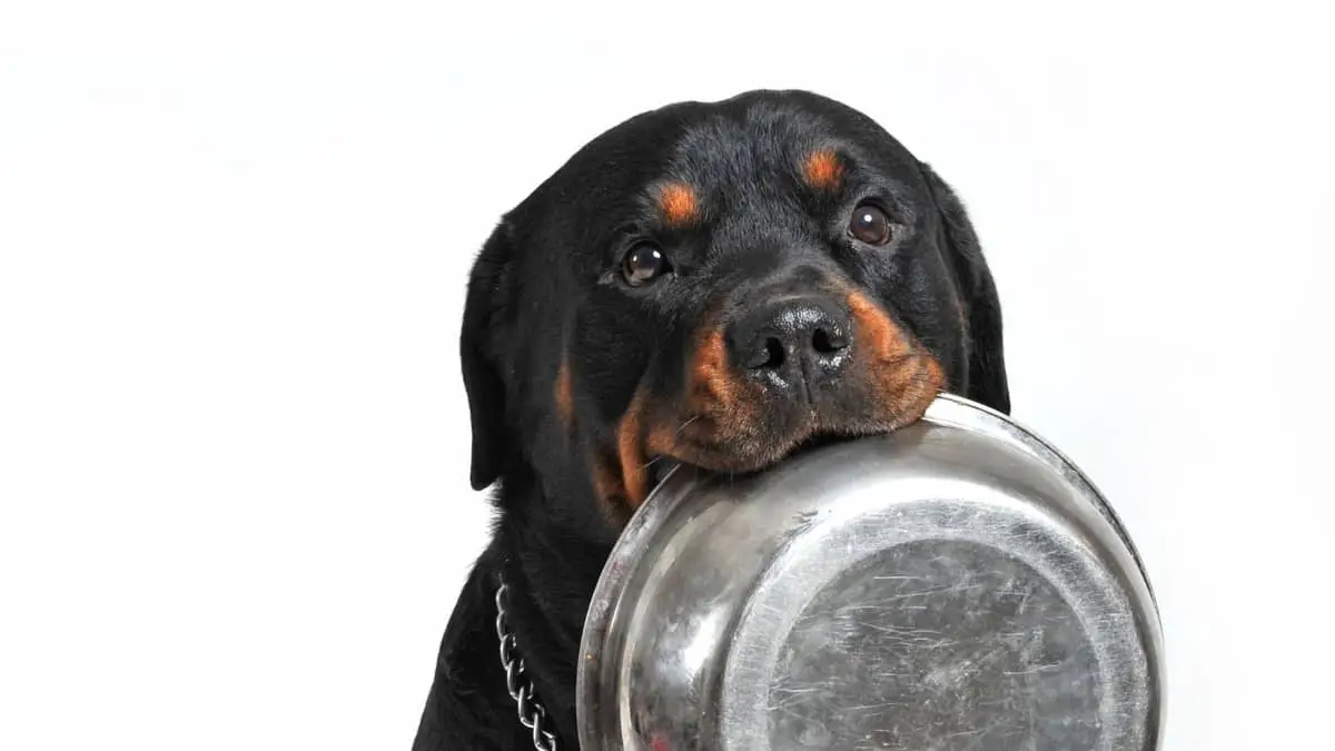 Five Best Dog Food Brands For Rottweilers