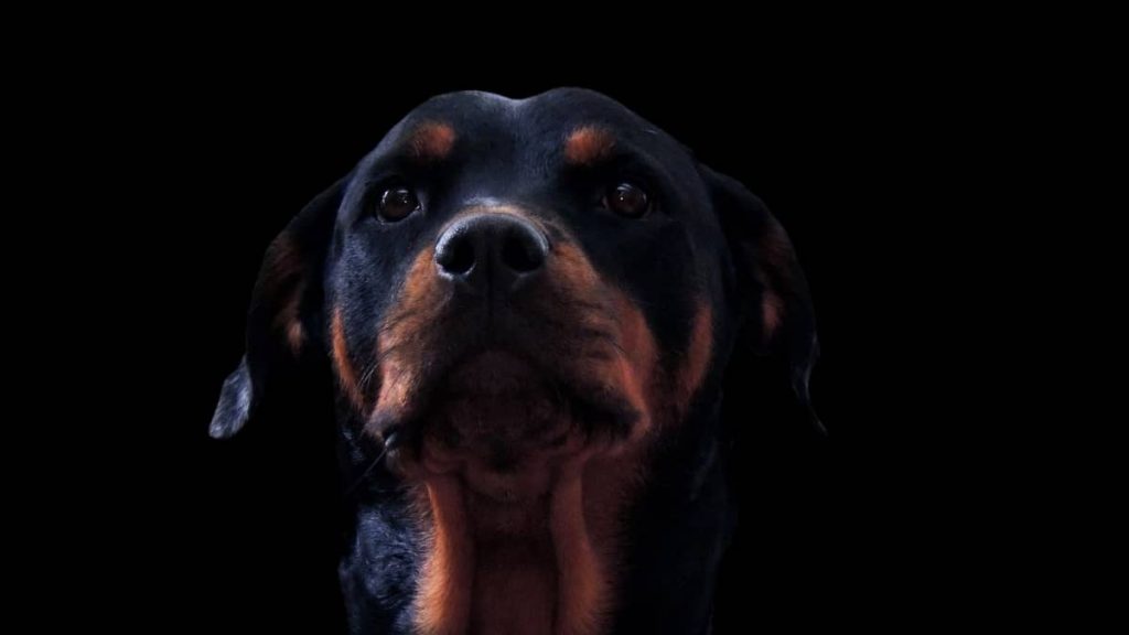 Nickname For Rottweiler