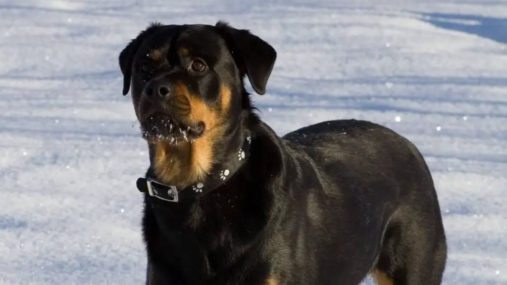 Roman Rottweiler Price