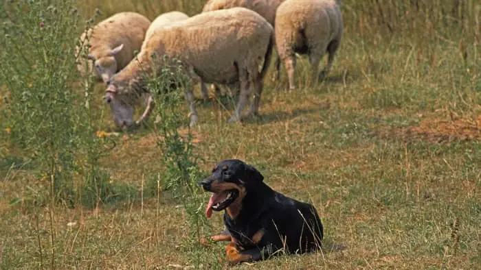Rottweilers were often used as herding dogs, used for protecting livestock and supplies