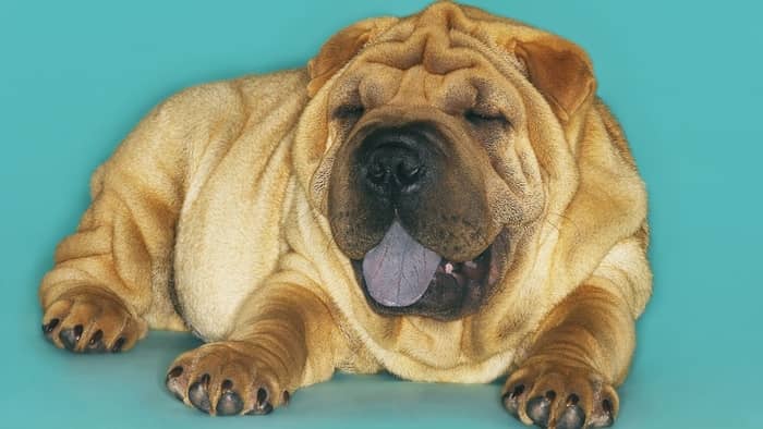 The Chinese Shar-Pei is another breed of dog with a black tongue