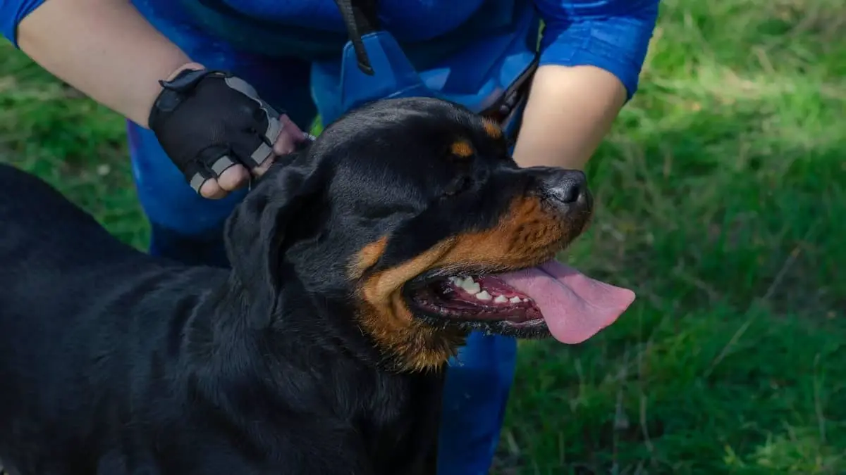 Three Best Training Collars For Rottweilers